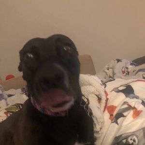 Meet your Posher, Gregory